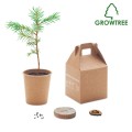 Growtree - pudełeczko z nasionami sosny