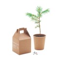 Growtree - pudełeczko z nasionami sosny