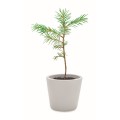 Notes A5 z nasionami sosny Grownotebook