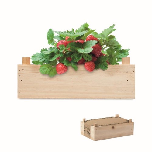 Zestaw do uprawy truskawek w skrzyni Strawberry