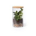 Szklane terrarium, nasiona kaktusa