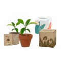 Mini roślinny box
