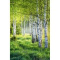Podstawka pod telefon z nasionami brzozy Grow Round Stand