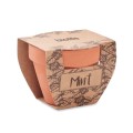 Doniczka z miętą - Mint pot