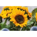 Nasiona słonecznika w kopercie Girasol