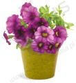 Doniczka Petunia