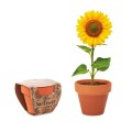 Słonecznik w doniczce, Sunflower
