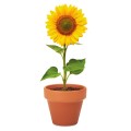 Słonecznik w doniczce, Sunflower