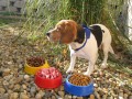 Miska Puppy